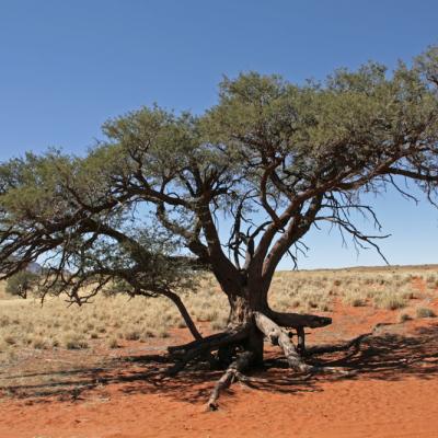 Quelle est la différence entre les essences de bois Acacia et Robinier ? | Desutter naturally