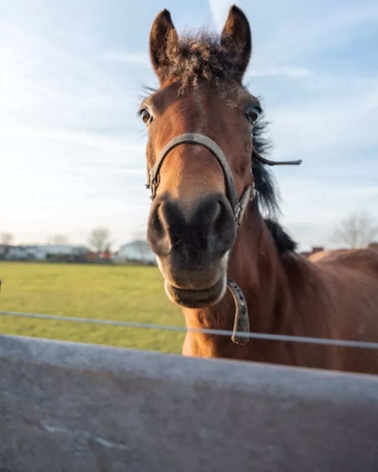 Un cheval devant une planche