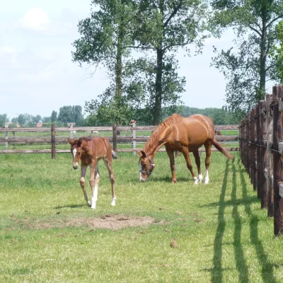 Clôtures en bois avec poteaux ronds, trois rails et fils électriques sur un pâturage avec des chevaux