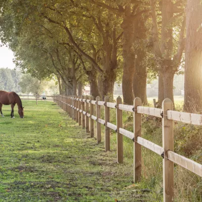 Chevaux dans un champ avec des clôtures en bois à deux rails et des planches glissant à travers les poteaux carrés.