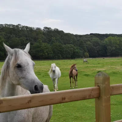 Chevaux dans un champ avec des clôtures en bois à trois rails et des planches glissant à travers les poteaux carrés.
