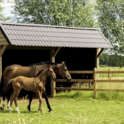Un double abri à chevaux en bois avec des tuiles noires relié à des clôtures en bois à 3 rails sur un champ avec deux chevaux.