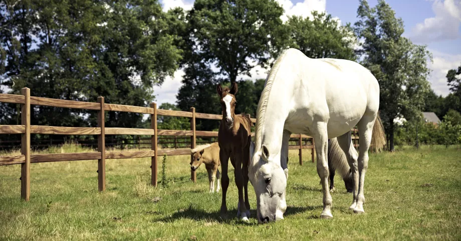 Chevaux dans un champ avec des clôtures en bois à poteaux carrés et 3 lisses