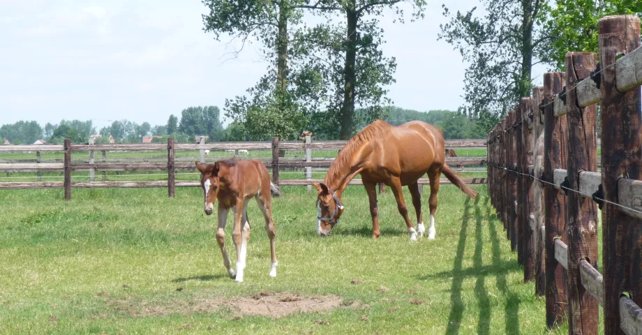 Clôtures en bois avec poteaux ronds, trois rails et fils électriques sur un pâturage avec des chevaux