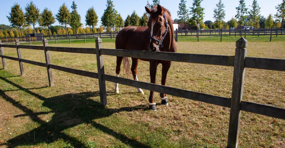 Clôture en bois à 2 rails et poteaux carrés avec sommet en losange dans un champ avec un cheval