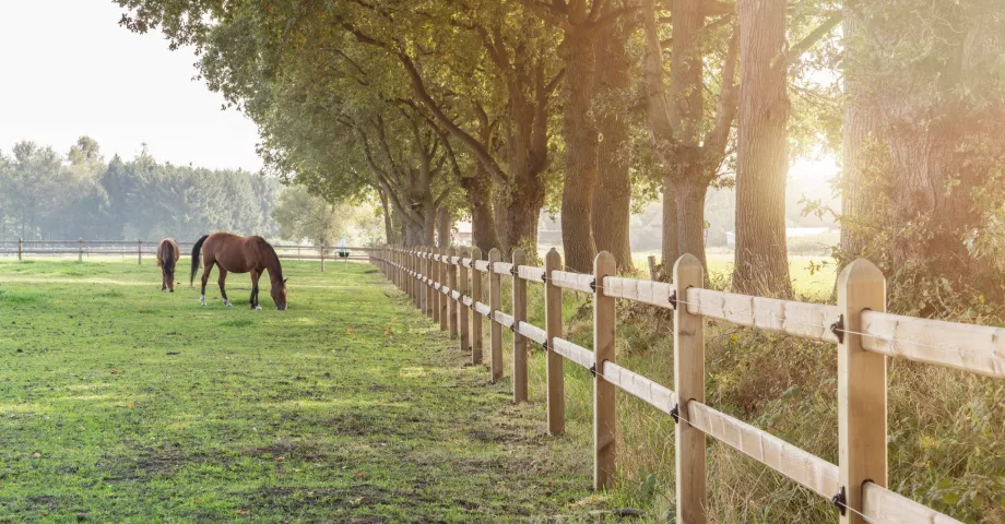Chevaux dans un champ avec des clôtures en bois à deux rails et des planches glissant à travers les poteaux carrés.