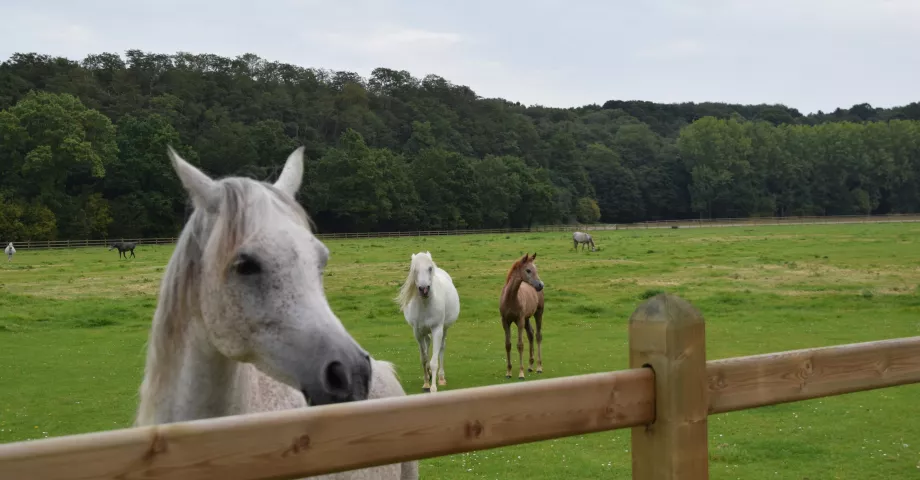 Chevaux dans un champ avec des clôtures en bois à trois rails et des planches glissant à travers les poteaux carrés.