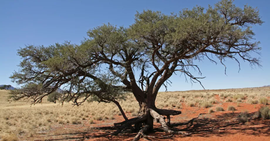 Un arbre