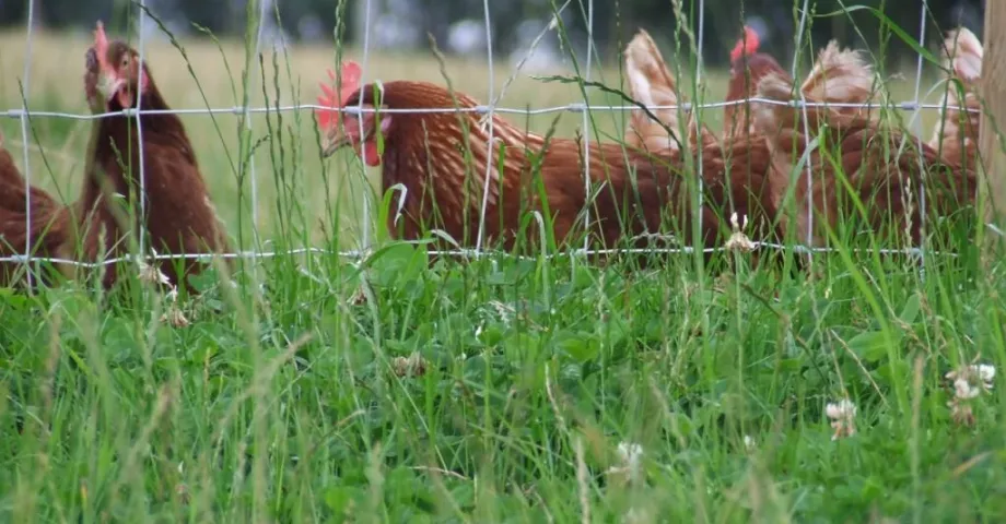 Clôture en grillage pour poules