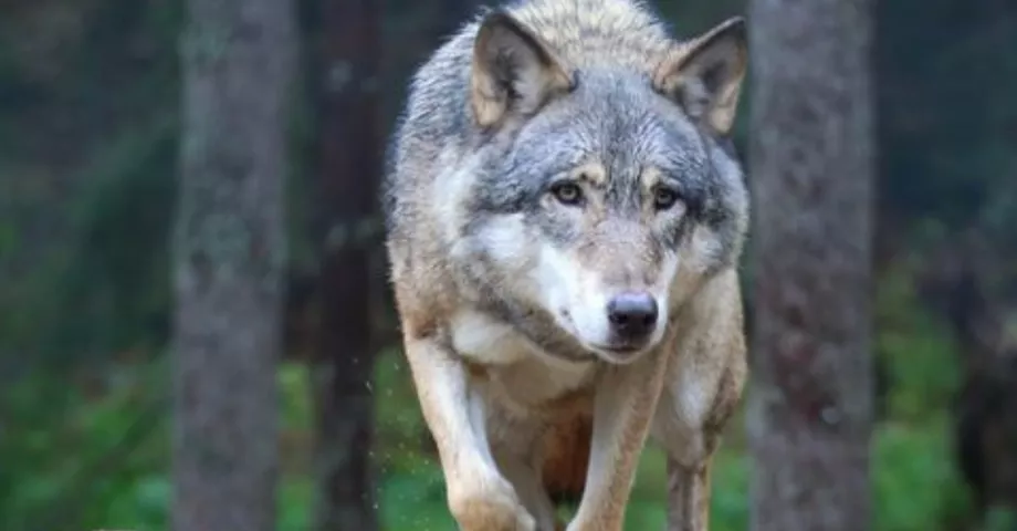 Un loup