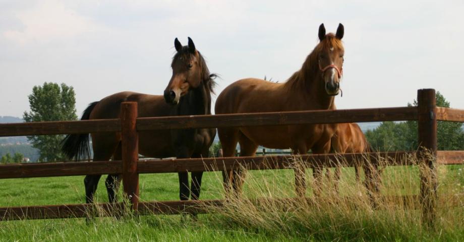 Deux chevaux devant une clôture en bois avec des poteaux ronds et 3 lisses